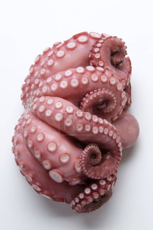 Photo for Large raw octopus isolated on white background - Royalty Free Image