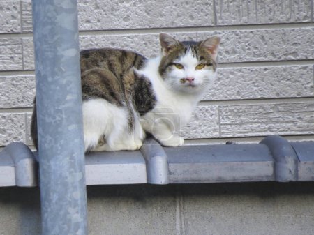 Foto de Gato sentado en el techo - Imagen libre de derechos