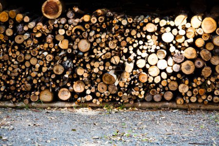 Foto de Pila de troncos de madera en el bosque - Imagen libre de derechos