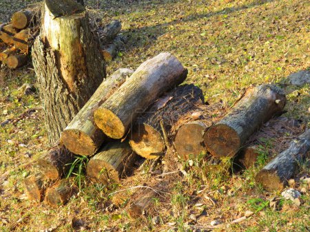 Foto de A pile of cutted logs  in the forest. - Imagen libre de derechos
