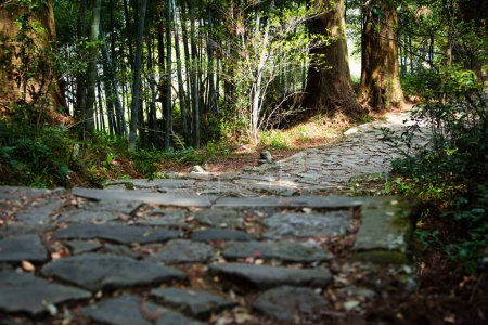 Téléchargez les photos : Chemin de pierre dans la forêt - en image libre de droit