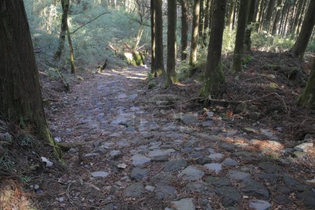 Foto de Hermosa vista del bosque con antiguo camino de piedra - Imagen libre de derechos