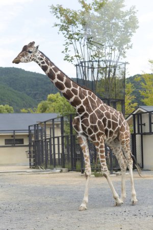 Foto de La jirafa blanca está de pie en un zoológico. - Imagen libre de derechos