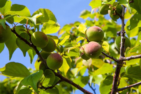 Téléchargez les photos : Gros plan des abricots japonais sur l'arbre - en image libre de droit