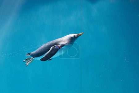 Téléchargez les photos : Pingouin nageant sous l'eau dans l'aquarium - en image libre de droit