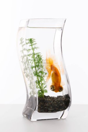 Photo for Goldfish in aquarium on white background - Royalty Free Image