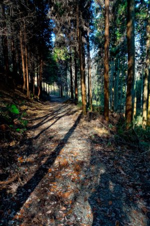 Photo for Beautiful view of the forest path - Royalty Free Image