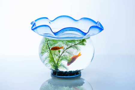 Téléchargez les photos : Un aquarium en verre avec des poissons dorés sur le fond, gros plan - en image libre de droit