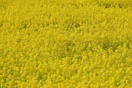 Téléchargez les photos : Champ de colza avec des fleurs - en image libre de droit