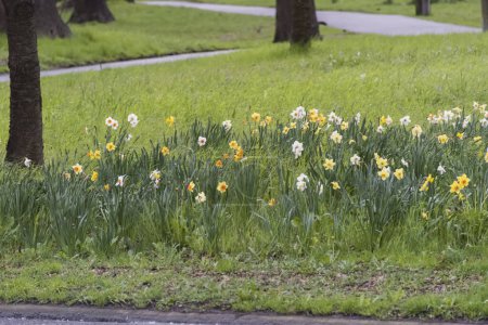 Foto de Hermosas flores en el jardín en primavera. - Imagen libre de derechos