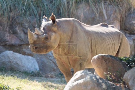 Foto de Animal rinoceronte en el zoológico sobre fondo natural - Imagen libre de derechos