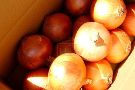 Foto de Vista de cerca de las cebollas frescas maduras en un mercado - Imagen libre de derechos