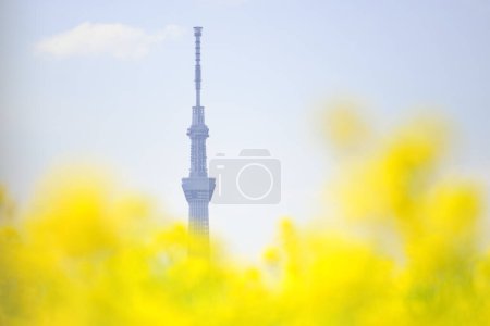 Téléchargez les photos : Vue sur Tokyo Skytree avec des fleurs - en image libre de droit