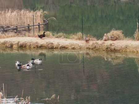 Téléchargez les photos : Une belle vue sur les canards sur le lac dans le parc - en image libre de droit
