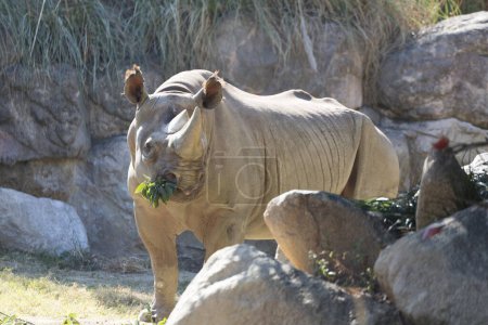 Photo for Rhinoceros animal in the zoo  on nature background - Royalty Free Image
