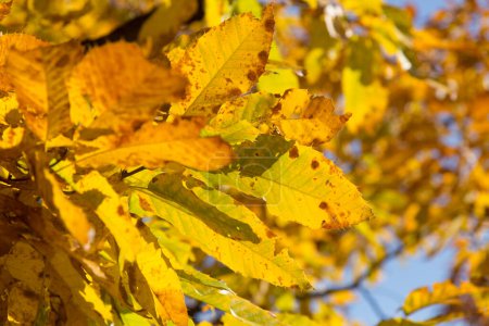 Photo for Close-up view of beautiful bright tree leaves in autumn. - Royalty Free Image
