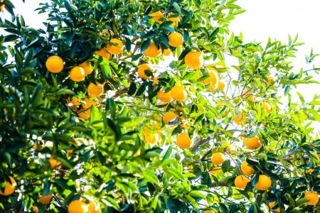 Téléchargez les photos : Arbre fruitier orange aux oranges mûres - en image libre de droit
