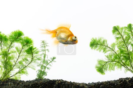 Foto de Primer plano de un pez rojo sobre un fondo blanco - Imagen libre de derechos
