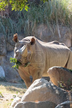 Téléchargez les photos : Rhinocéros animal dans le zoo sur fond de nature - en image libre de droit