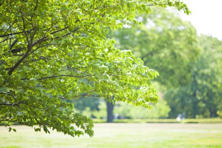 Foto de Árboles hermosos y hierba verde en el parque soleado - Imagen libre de derechos