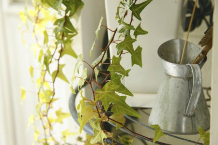 Téléchargez les photos : Plante de lierre poussant en pot à la maison - en image libre de droit