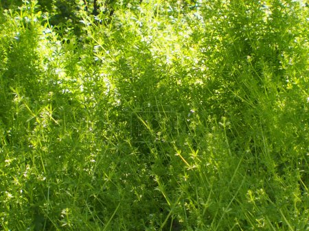 Téléchargez les photos : Fond de plantes vertes dans une prairie d'été - en image libre de droit