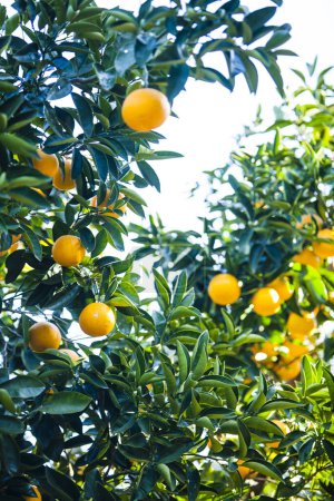 Arbre fruitier orange aux oranges mûres
     
