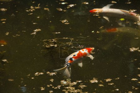 Foto de Peces koi en el estanque - Imagen libre de derechos
