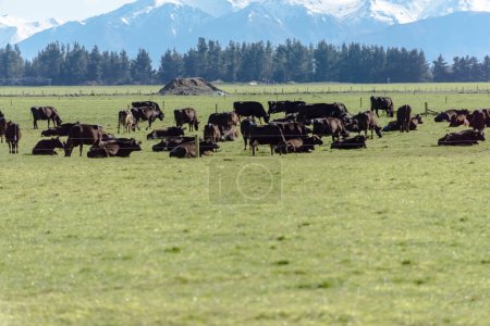 Téléchargez les photos : Un troupeau de vaches paissant dans les montagnes - en image libre de droit
