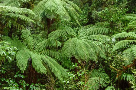 Foto de Hermoso bosque tropical con helechos y palmeras - Imagen libre de derechos