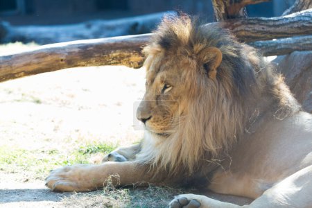 Téléchargez les photos : Lion étendu sur le sol dans le zoo sur fond de nature - en image libre de droit