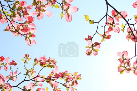Téléchargez les photos : Plusieurs fleurs de cornouiller au printemps - en image libre de droit
