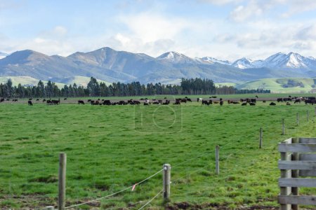 Téléchargez les photos : Vaches domestiques pâturant dans la prairie - en image libre de droit