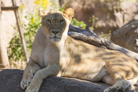 Photo for Lioness lying on the rocks in zoo  on nature background - Royalty Free Image