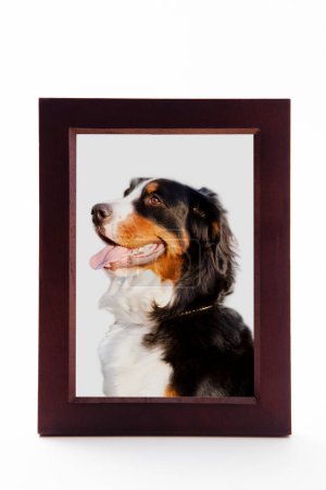 Foto de Retrato de perro mascota familiar en un marco fúnebre - Imagen libre de derechos