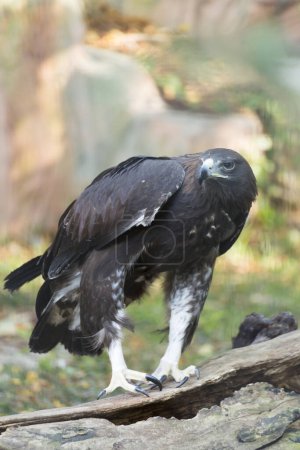 Téléchargez les photos : Vue rapprochée du bel oiseau faucons - en image libre de droit