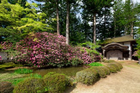 Téléchargez les photos : Beau jardin avec des arbres verts et des fleurs violettes - en image libre de droit