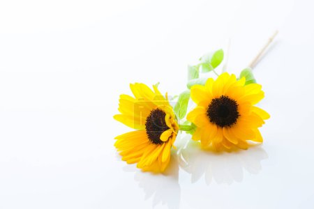 Photo for Beautiful yellow sunflowers on a white background - Royalty Free Image