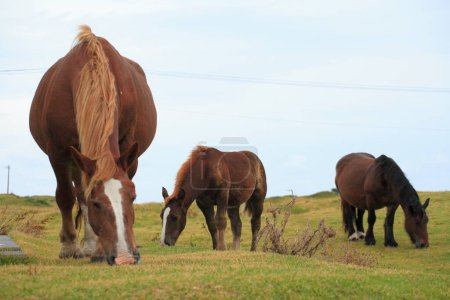 Téléchargez les photos : Pâturage des chevaux dans les champs - en image libre de droit