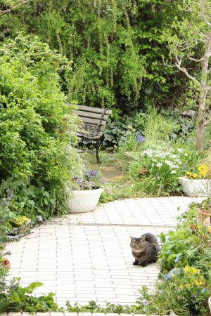 Téléchargez les photos : Petit chat assis dans le jardin le jour - en image libre de droit