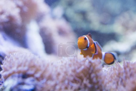 Téléchargez les photos : Le poisson de récif corallien dans l'environnement aquarium - en image libre de droit
