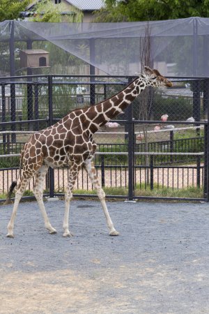 Téléchargez les photos : Une girafe marchant dans le zoo - en image libre de droit
