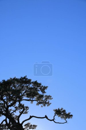 Foto de Vista de ángulo bajo de ramas de pino y cielo azul - Imagen libre de derechos