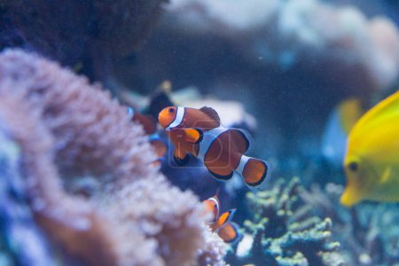 Foto de Los peces de arrecife de coral en el ambiente del acuario - Imagen libre de derechos