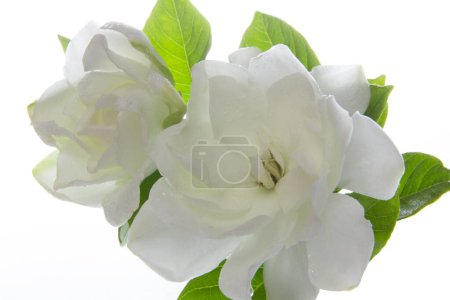 Foto de Vista de cerca de hermosas flores blancas, aisladas sobre fondo blanco - Imagen libre de derechos