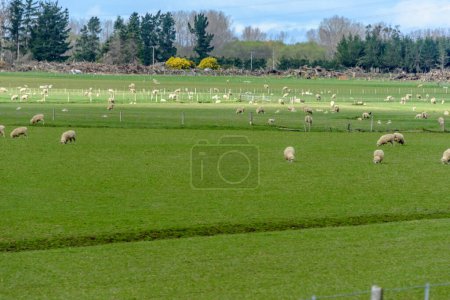 Photo for Sheep in the field with green trees - Royalty Free Image