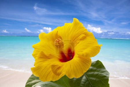 Foto de Hermosa playa tropical con flor amarilla - Imagen libre de derechos