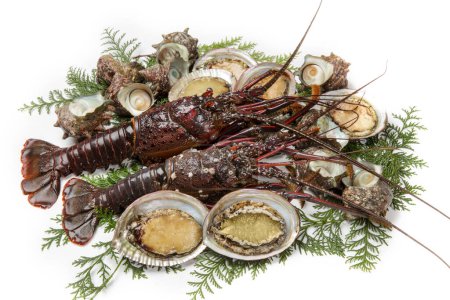 Téléchargez les photos : Écrevisses, huîtres et escargots frais sur fond blanc - en image libre de droit