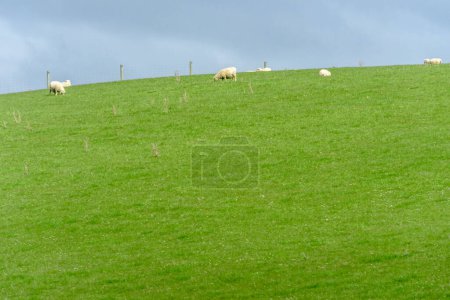 Téléchargez les photos : Beau paysage de champ rural et pâturage de moutons sur prairie verte - en image libre de droit