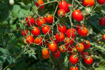 Foto de Vista de cerca de tomates rojos maduros en el jardín - Imagen libre de derechos